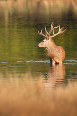 cerf reflet étang lac bain