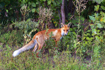 wild fox in a forest glade.