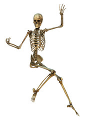 Human Skeleton