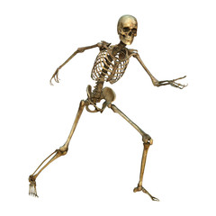 Human Skeleton