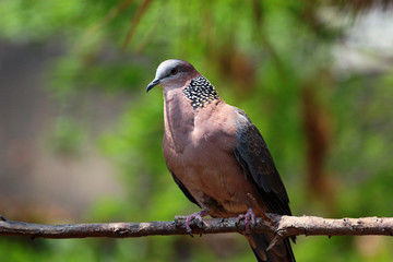 Chinese spotted dove