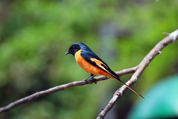 Scarlet minivet (Pericrocotus speciosus)