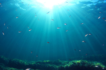 Fototapeta na wymiar Underwater Scene with fish