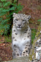 Snow Leopard (Panthera uncia)