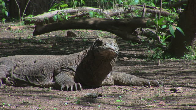 Stationary Komodo Dragon in the forests of Komodo Island Indonesia
