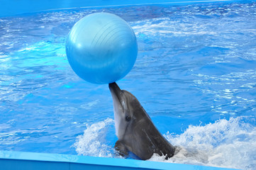 bottlenose dolphin in blue water with blue ball