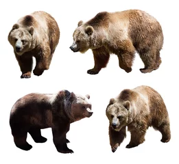 Foto op Plexiglas Set of  four brown bears © JackF