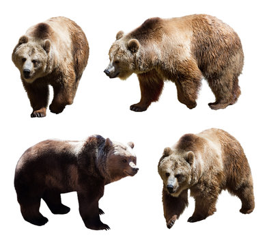 Set of  four brown bears
