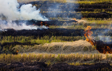Smoke burned straw stubble danger.
