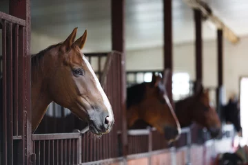 Foto auf Glas Pferde im Stall © castenoid