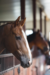 Fototapeta premium Horses in the stable