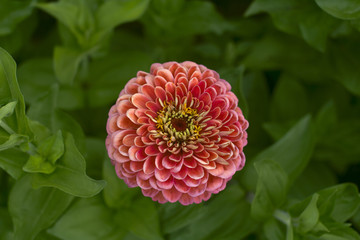 red dahlia