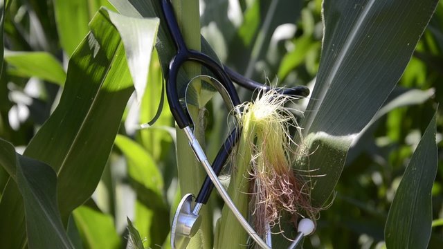 Zea mays