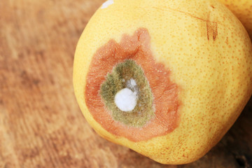 rotten pear fruit on wood vintage