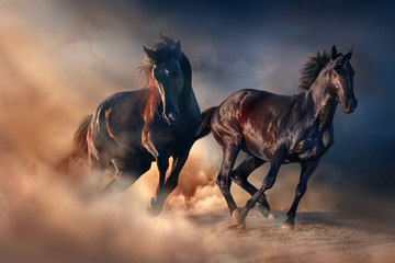 Two black stallion run at sunset in desert dust