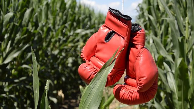 Zea mays Եգիպտացորեն תירס トウモロコシ मक्का अनाज Maissi Ma&iacute;z Mais 옥수수 Kukurydza zwyczajna Кукуруза сахарная Porumb Misri ข้าวโพด Mısır bitki ذرة 