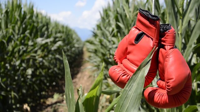 Zea mays Եգիպտացորեն תירס トウモロコシ मक्का अनाज Maissi Ma&iacute;z Mais 옥수수 Kukurydza zwyczajna Кукуруза сахарная Barba di meliga Porumb Misri ข้าวโพด Mısır bitki ذرة 