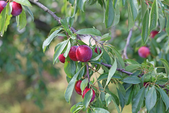 すもも　-Prunus salicina-