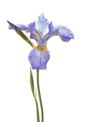 bel iris violet délicat
