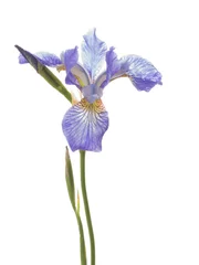 Crédence de cuisine en verre imprimé Iris bel iris violet délicat
