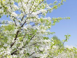 beautiful pear blossoms