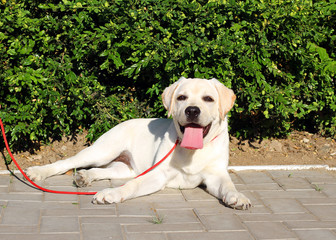 a yellow happy labrador puppy in garden