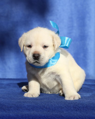 a nice labrador puppy on a blue background