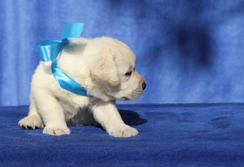 the nice labrador puppy on a blue background