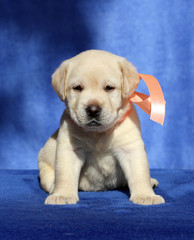 nice labrador puppy on a blue background