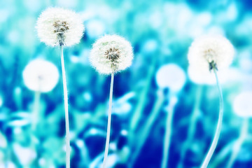 White dandelions on the lawn, blue