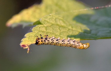 Gooseberry sawfly catepillar