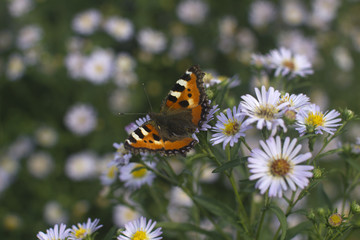 Butterfly on camomile