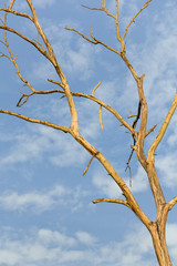 Old dead tree