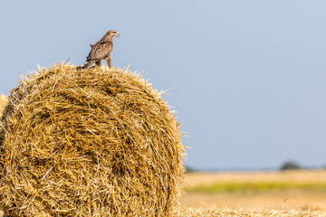A common buzzard watching prey from a straw bale