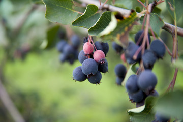 Saskatoon berries growing on a tree branch