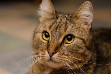 Close up of a beautiful cat, pensive look