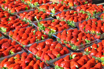 fresh strawberries packed for sale