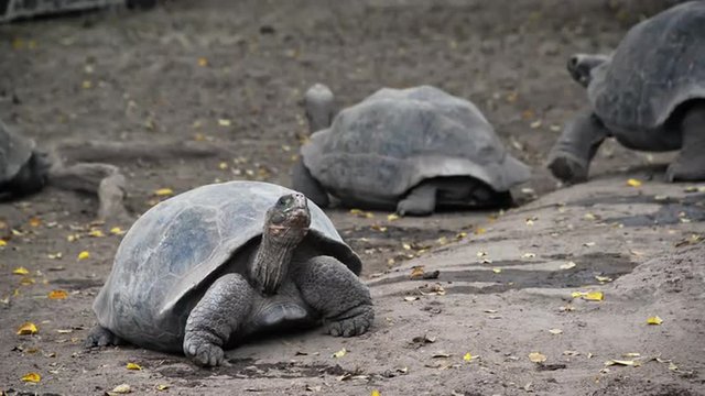 Video of giant tortoises in the Galapagos Islands