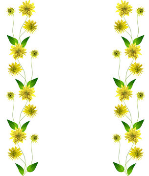 Dahlia flower isolated on white background