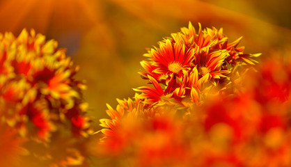 beautiful Chrysanthemum flower blooming in the garden