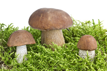 Beautiful mushrooms on moss on white background