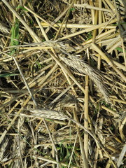 Triticale