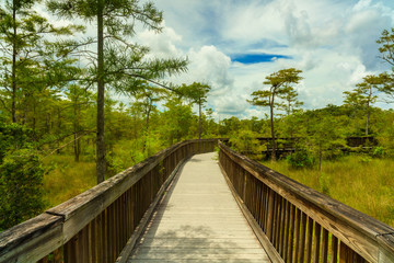 Florida Everglades