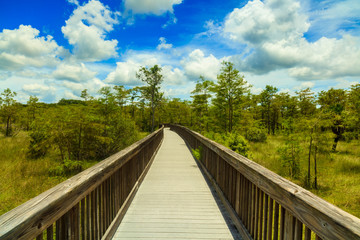 Fototapeta premium Florida Everglades