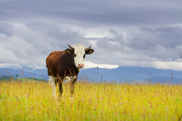 Beautiful cow with white head and bell in mountain pasture