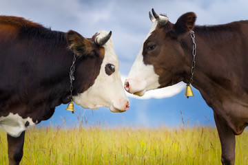 Two beautiful cow with bells close up in pasture 