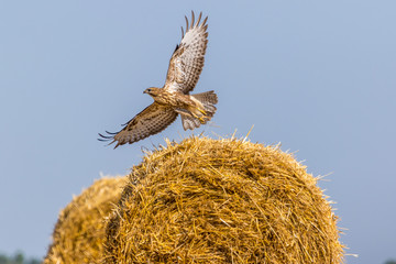 A common buzzard watching prey from a straw bale