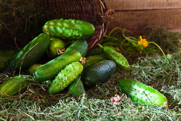  cucumbers