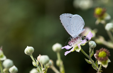 Holly blue butterfly
