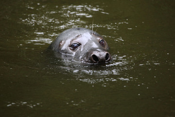 Grey seal (Halichoerus grypus). © Vladimir Wrangel